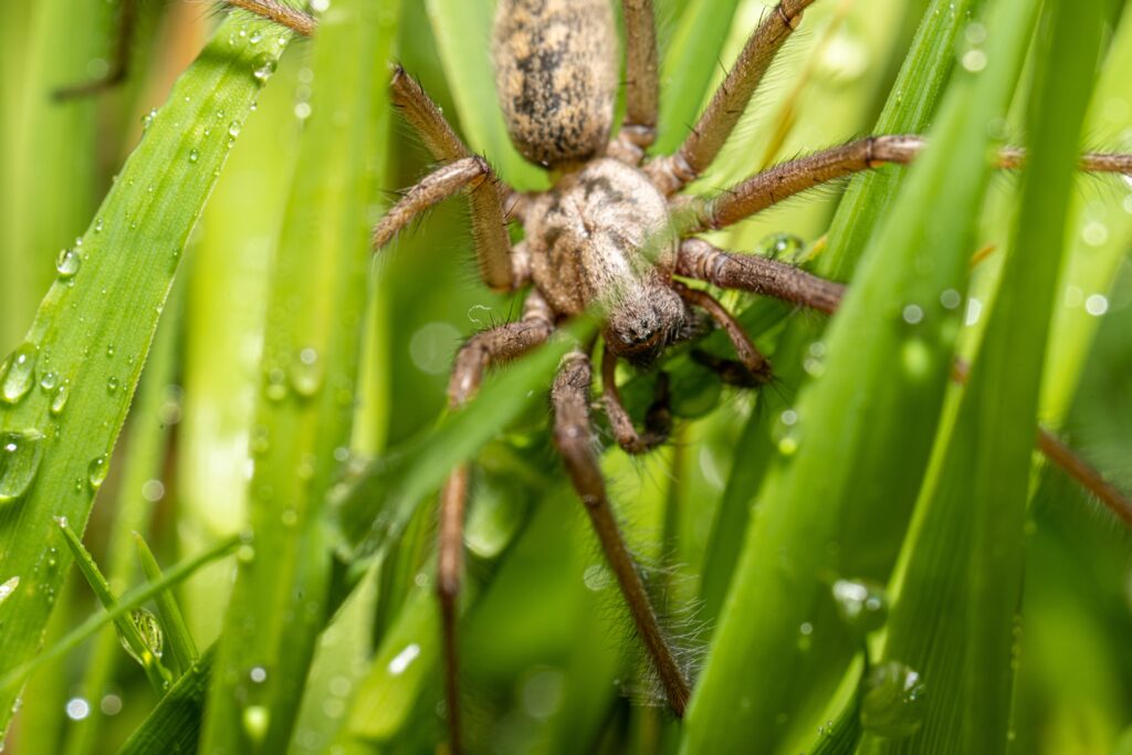 Foto macro di un'eratigena atrica conosciuta anche come ragno gigante della casa in erba.