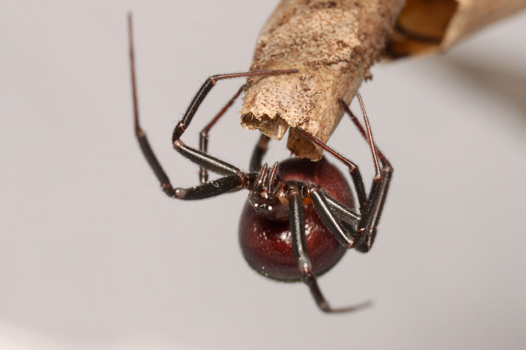 Femmina del falso ragno della vedova nera o ragno dell'armadio (Steatoda grossa) ragno ragnatela comune trovato nelle case in Europa