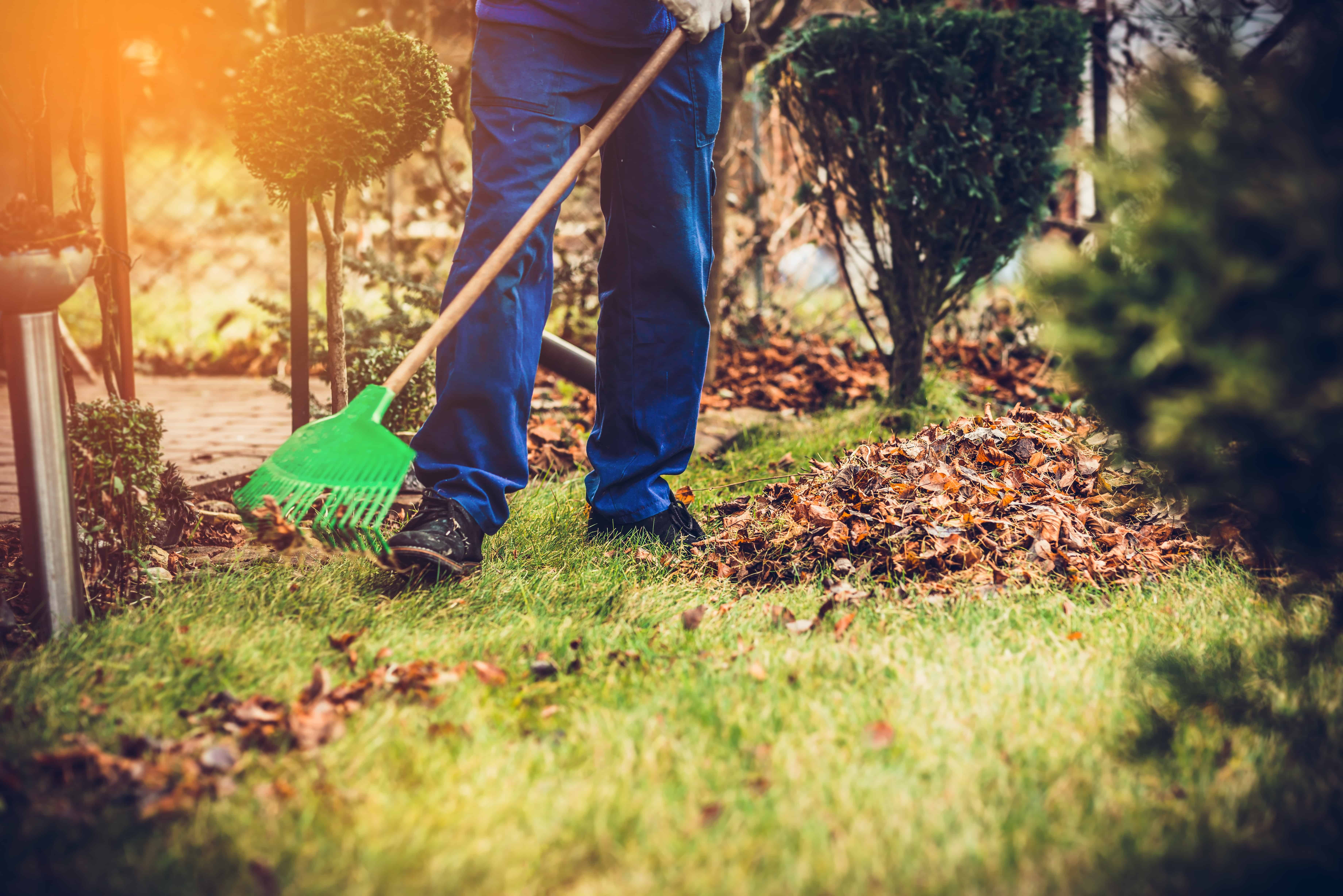 Rastrellare foglie.  L'uomo sta rastrellando le foglie con un rastrello.  Il concetto di preparare il giardino per l'inverno, la primavera.  Prendersi cura del giardino.