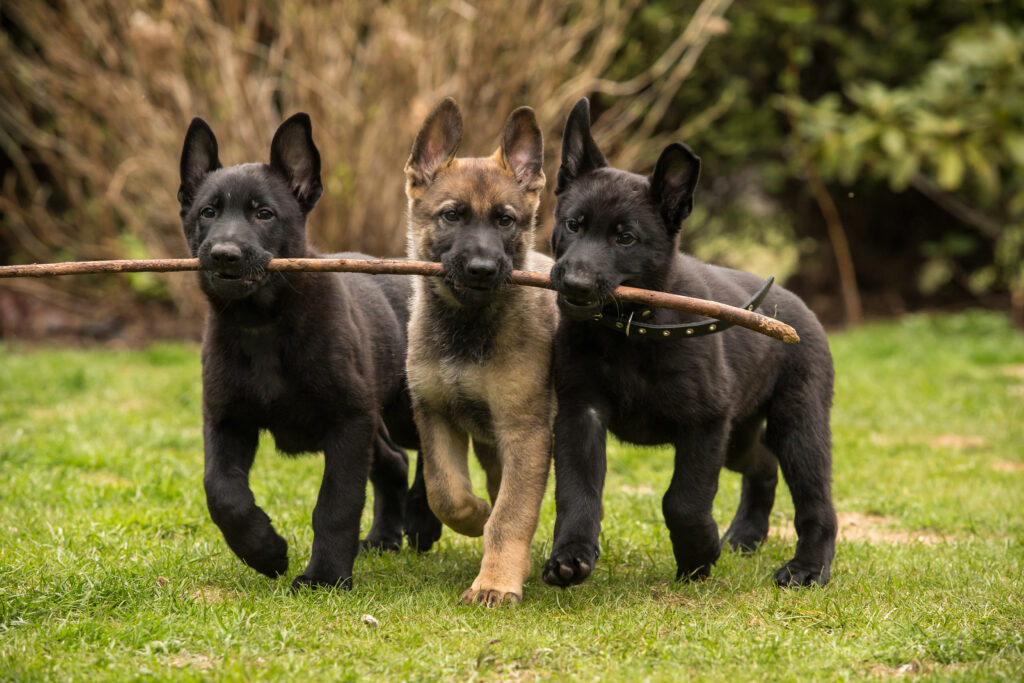 Tre cuccioli di pastore tedesco della linea di lavoro portano un bastone
