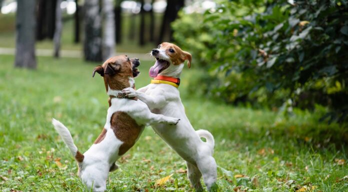 12 modi per impedire ai cani di litigare nella stessa casa
