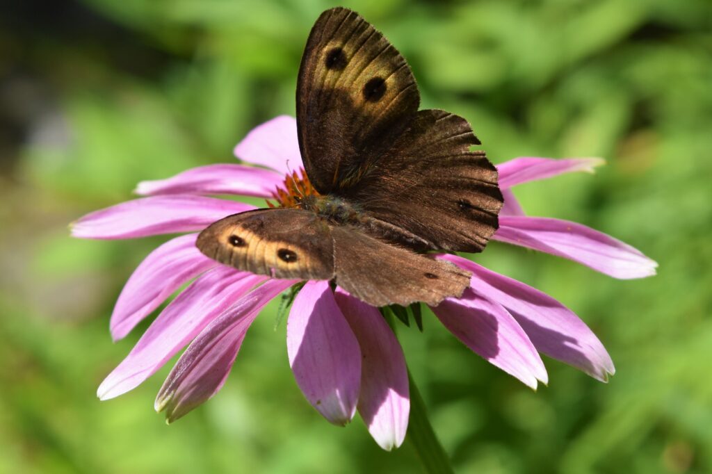 Farfalla comune della ninfa di legno