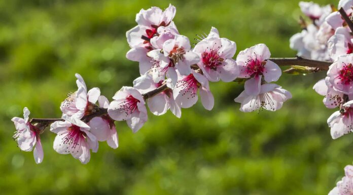 Fiori di ciliegio in Wisconsin: quando fioriscono e dove vederli
