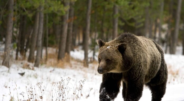 Gli orsi grizzly si stanno svegliando a Yellowstone: 6 cose da sapere
