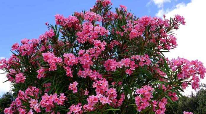 Attenzione a queste 10 piante pericolose che crescono alle Hawaii
