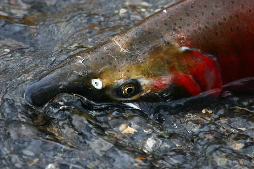 Il salmone coho cambia colore in rosso e verde con macchie scure quando è pronto per riprodursi