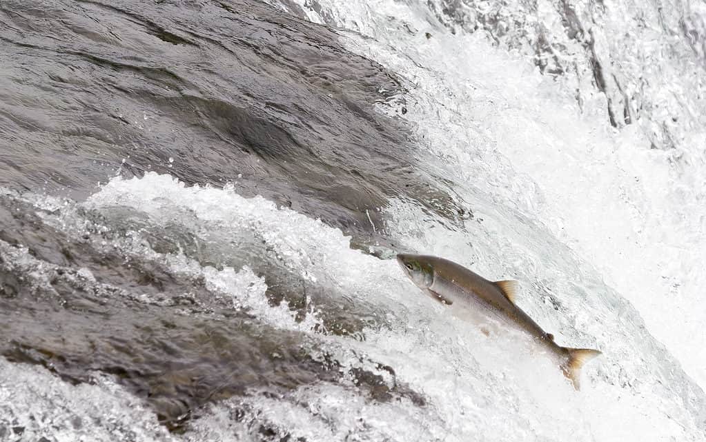 Il salmone Coho viaggia spesso per centinaia di miglia su corsi d'acqua dolce