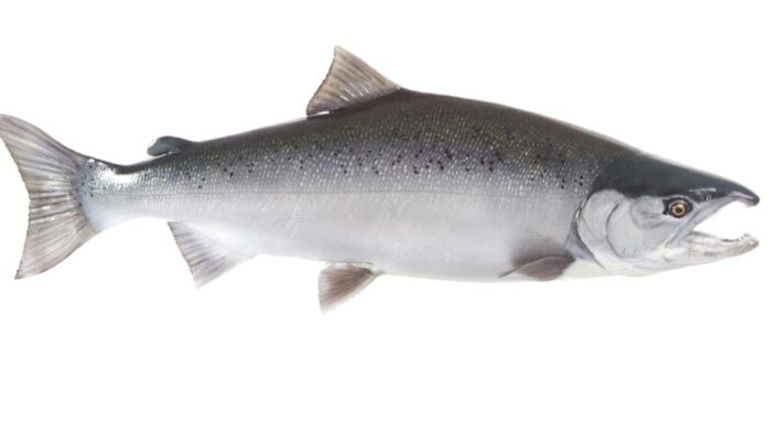 Scopri il più grande salmone Coho mai catturato in California
