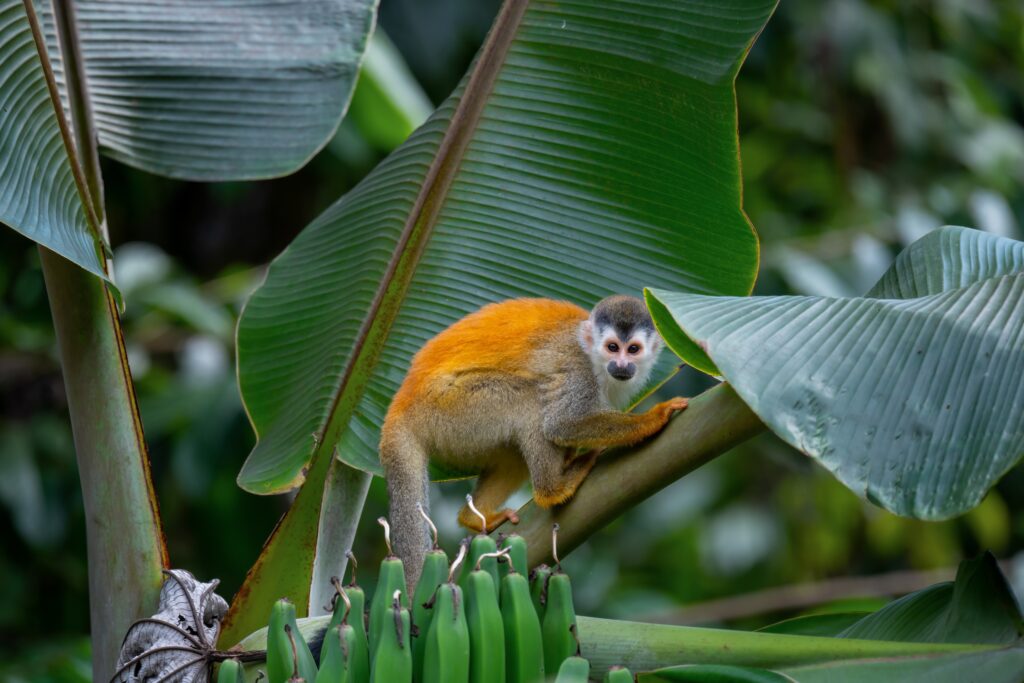 Una scimmia scoiattolo dal dorso rosso nel Parco Nazionale Manuel Antonio, Quepos, Costa Rica