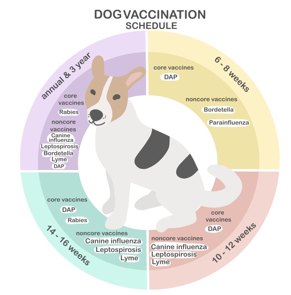programma di vaccinazione del cane