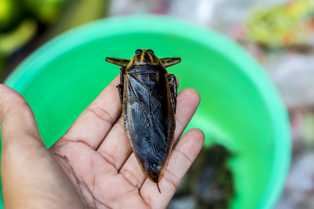 Lethocerus indicus, un gigantesco insetto acquatico a portata di mano