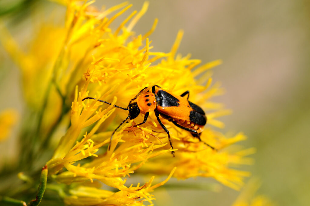 Insetto marrone che lavora sulla verga d'oro - Un insetto marrone maculato di nero (scarabeo soldato) (cantharidae o leatherwing) che lavora duramente su un mazzo di fiori gialli (Rabbitbrush) (Asteraceae-Chrysothamnus nauseosus).