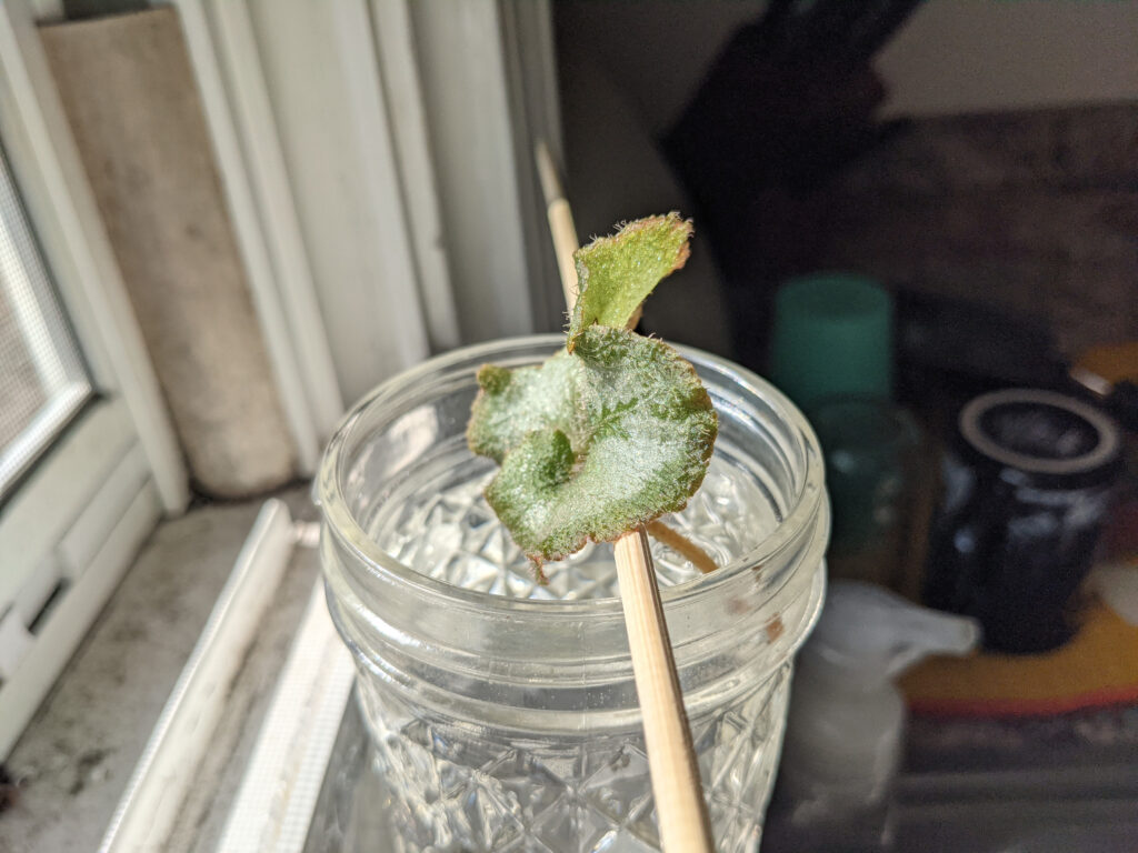 propagazione della begonia