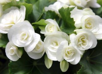 Tipi Di Bulbi Di Begonia
