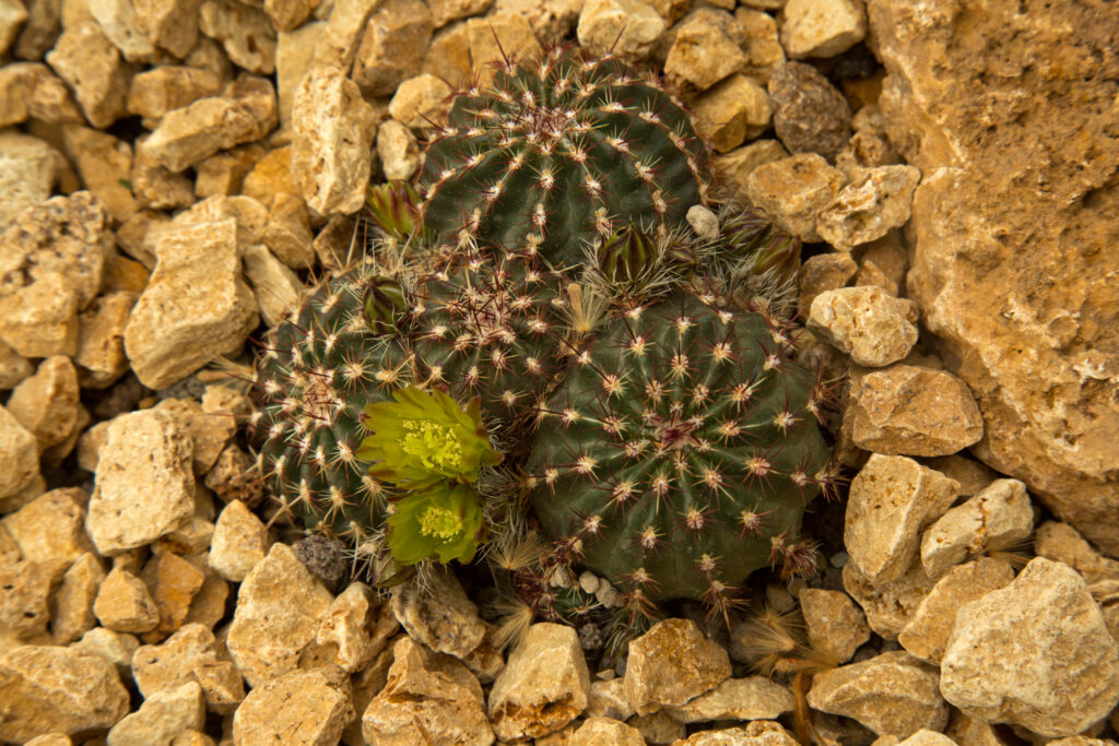 Immagine di cactus riccio in nylon con spine e fiori verdastri.