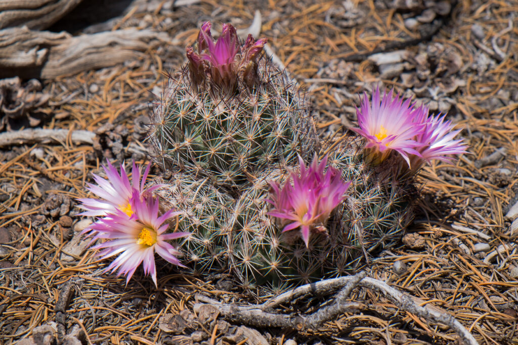 Cactus spinoso a puntaspilli con fiori rosa a forma di stella.