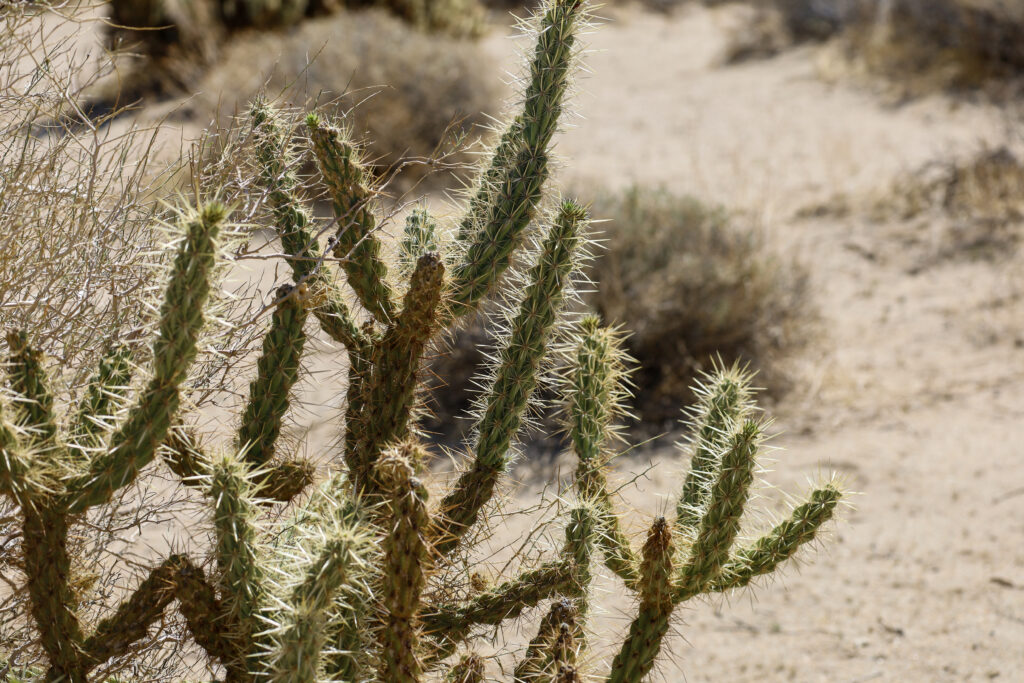 Un cactus della California Cholla nel deserto di Borrego Springs.