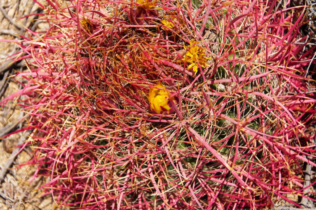 Ferocactus cylindraceus, cactus barile della California che produce nuova crescita e fiori gialli in primavera nel Joshua Tree National Park nel deserto arido della California.