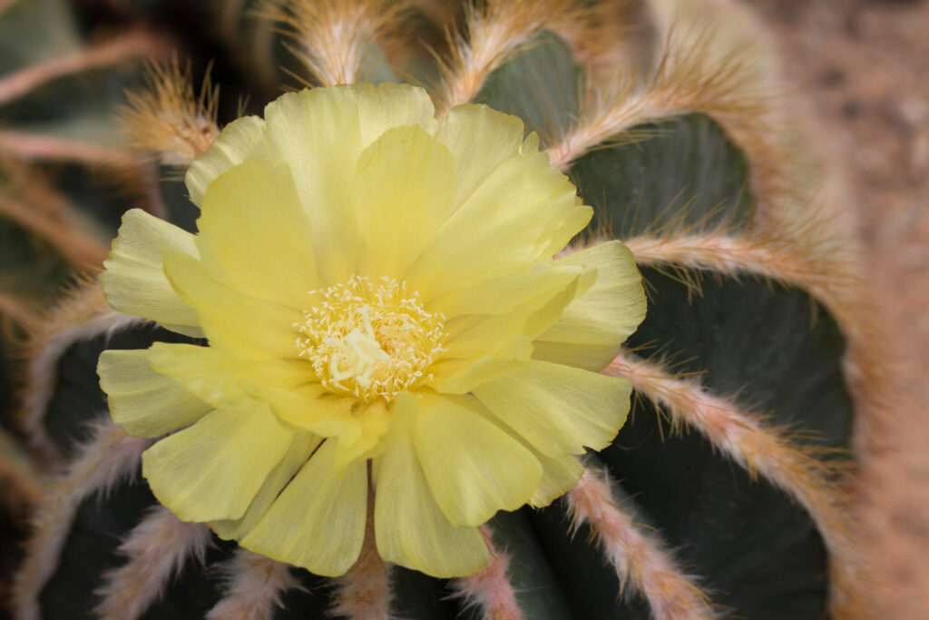 Cactus a botte con fiore giallo.