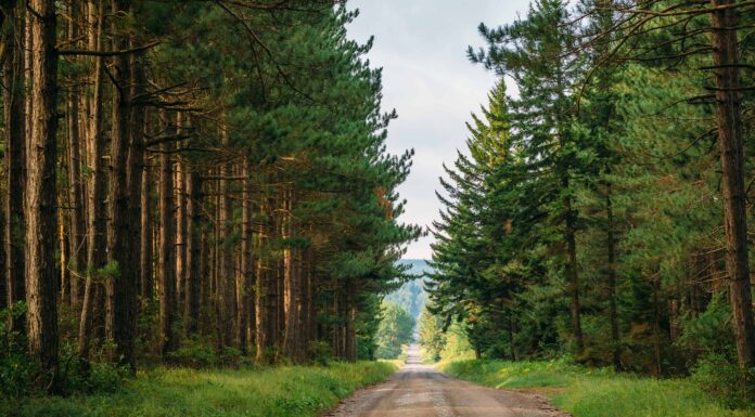 Scopri la foresta più grande del West Virginia (e ciò che vive al suo interno)
