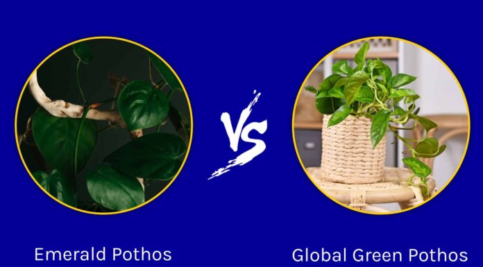 Emerald Pothos contro Global Green

