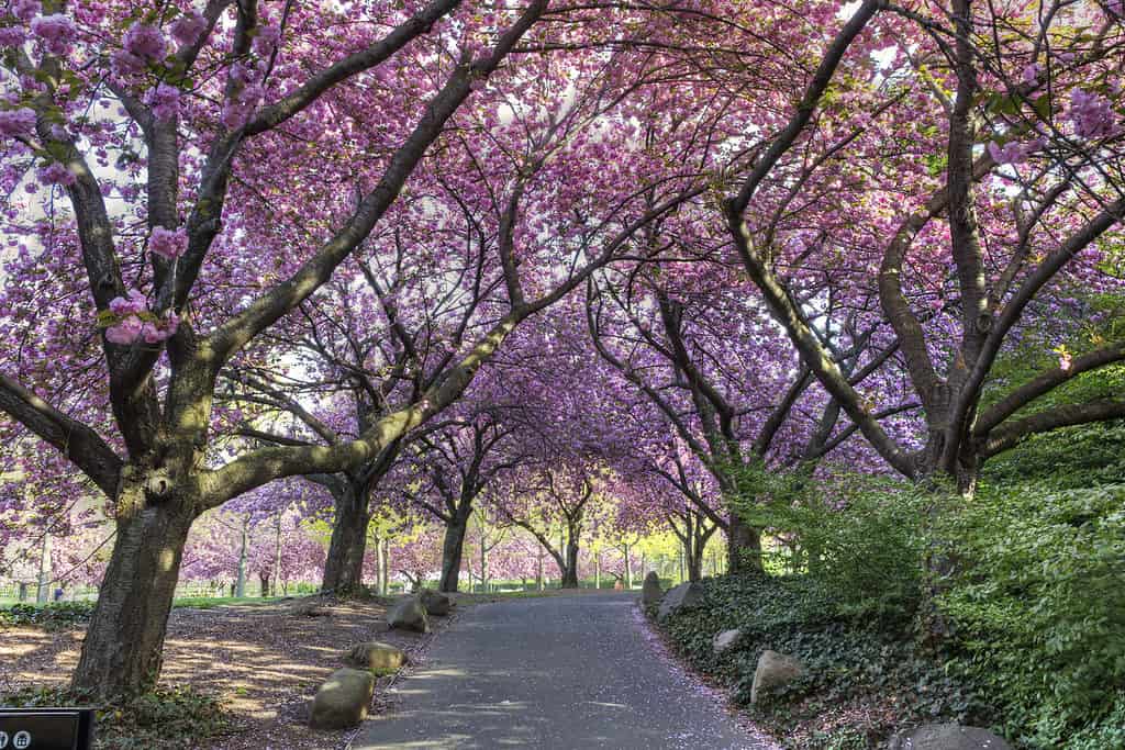 I fiori di ciliegio a New York City creano uno straordinario spettacolo primaverile!