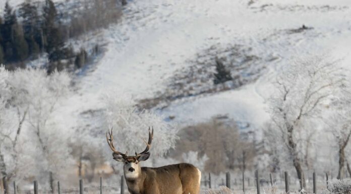 Scopri il più grande cervo mulo mai catturato nel Montana
