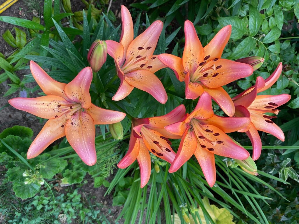 Colore arancione, rosa e rosso LA Hybrid Lilium Royal Sunset fiori in un giardino