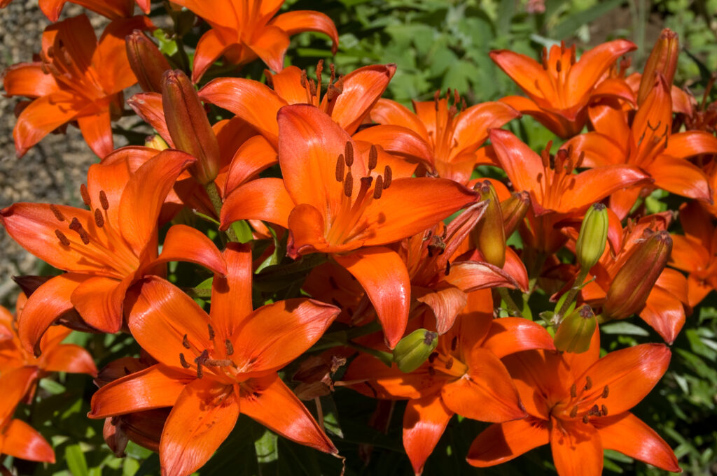 Il giglio asiatico 'Brunello' (Lilium) è un bel fiore rosso-arancio