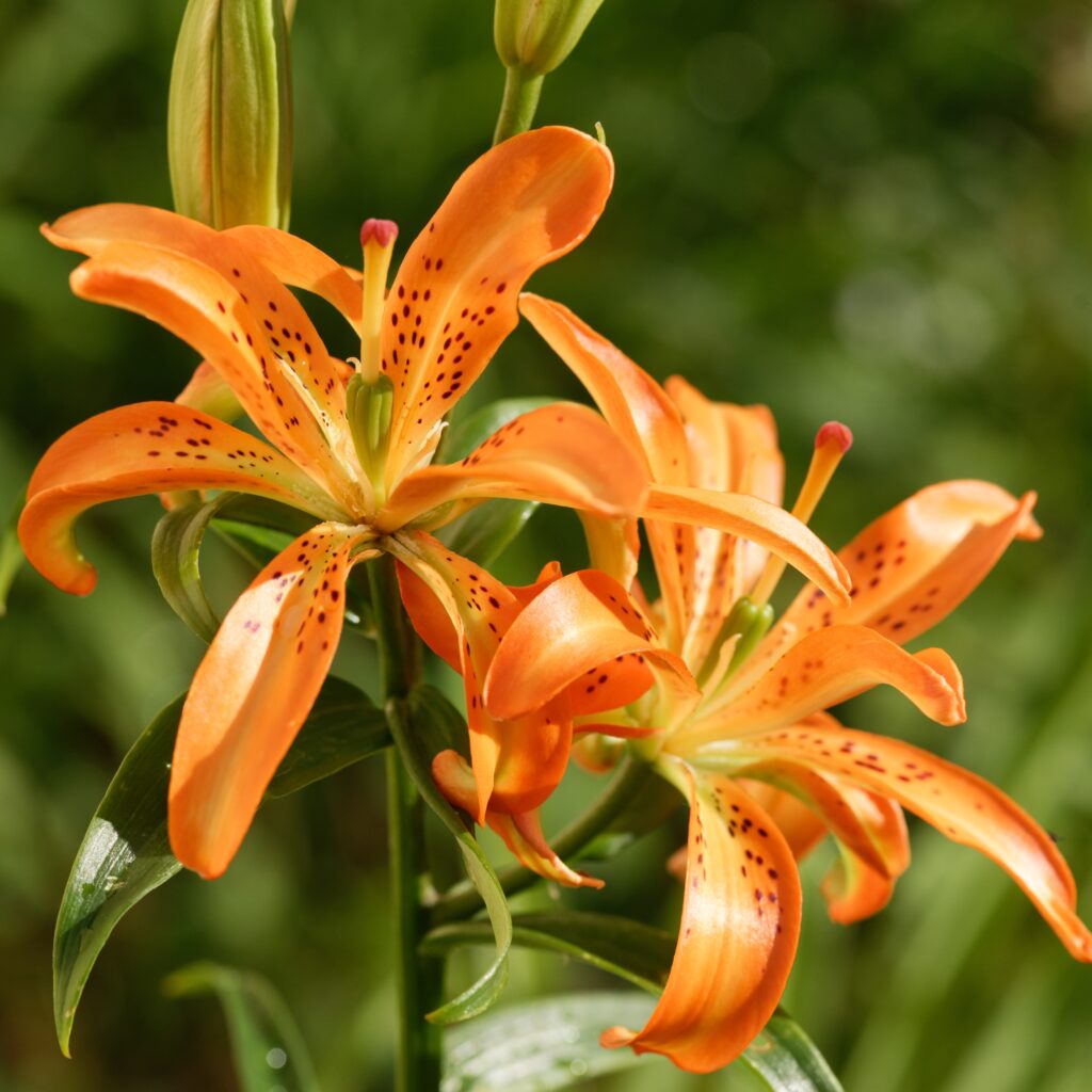 Lilium 'Must See' con doppio giglio di fiori d'arancio