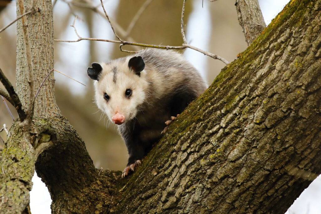 Opossum della Virginia - opossum nordamericano, che si arrampica sull'albero. Scena selvaggia del Wisconsin.
