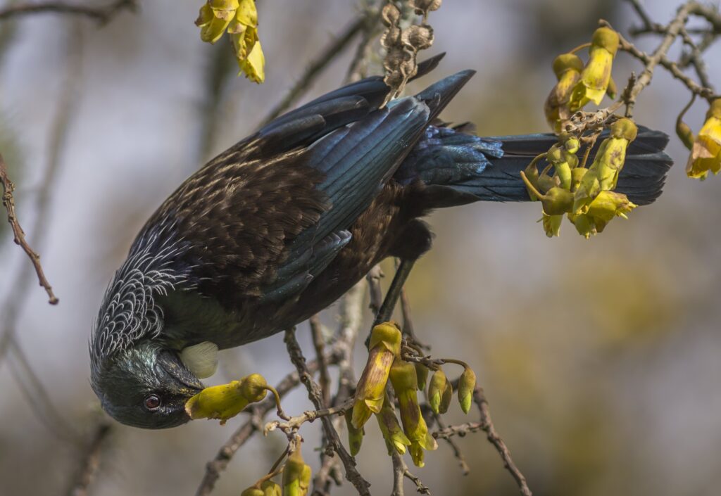 Il Tui, un passeriforme endemico della Nuova Zelanda, si nutre di un albero Kowhai.