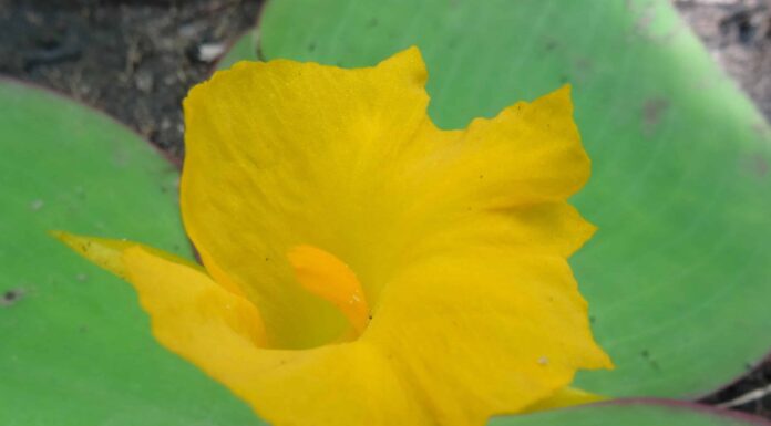 Scopri il fiore nazionale della Nigeria: la tromba gialla
