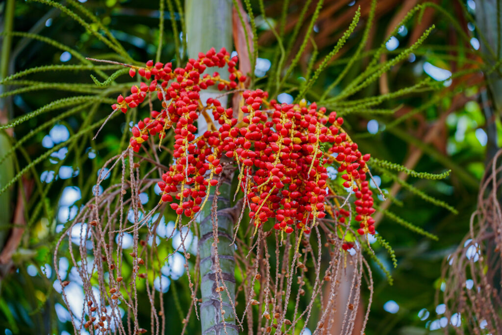 Un grappolo di frutti rosso-arancio che crescono da una palma areca matura.