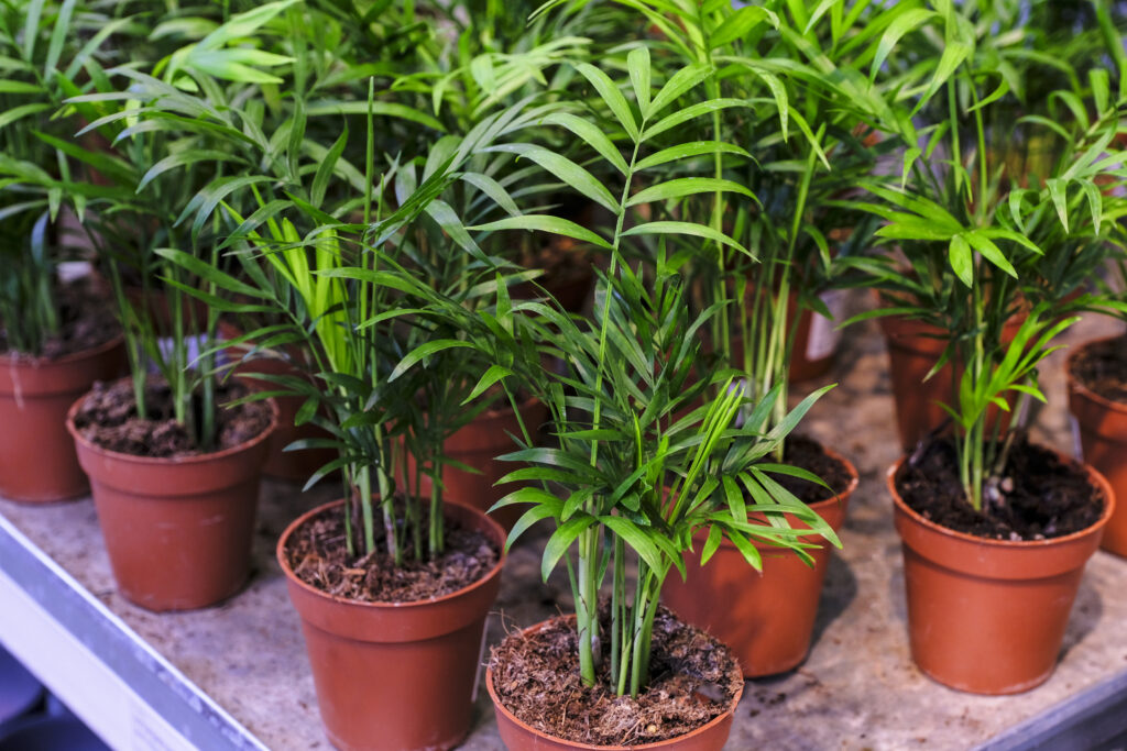 Un gruppo di Chamaedorea elegans o piante di palma da salotto in vasi di terracotta.