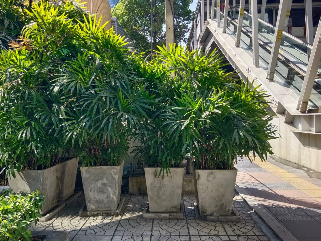 Un gruppo di Rhapis excelsa in vaso o palme da donna seduti fuori alla luce del sole.