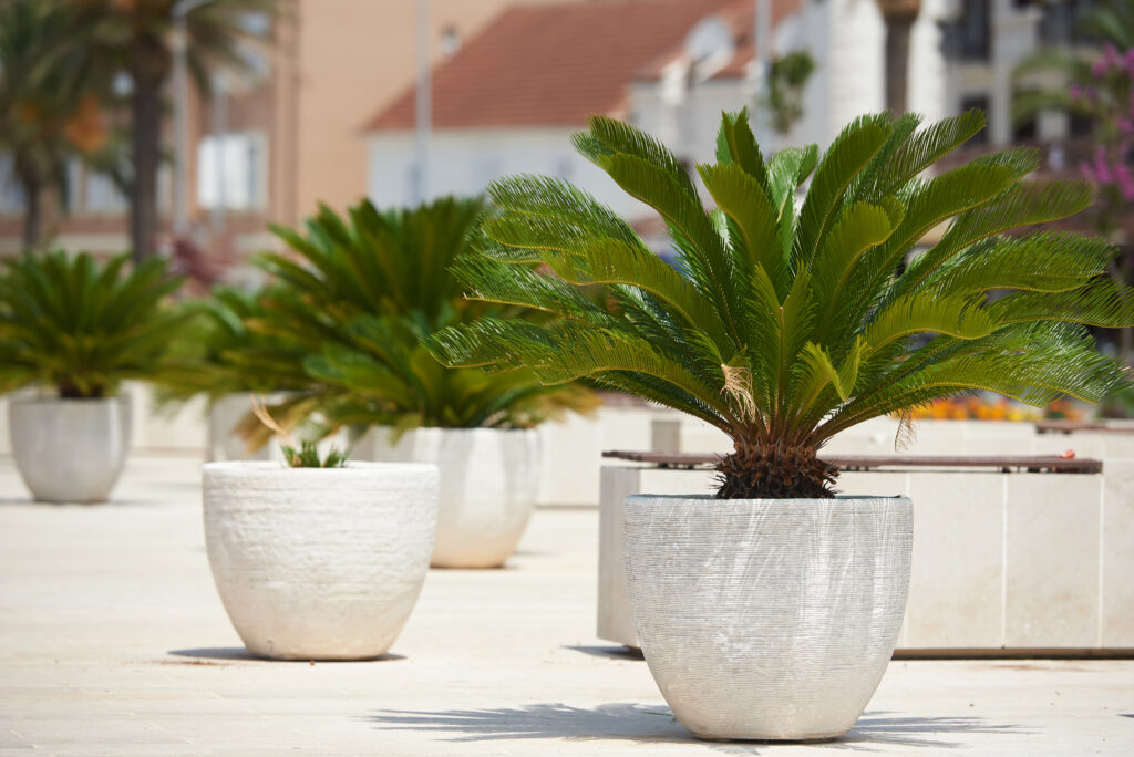 Alcune Cycas revoluta o palme da sago crescono da vasi bianchi arrotondati all'esterno di alcuni edifici.