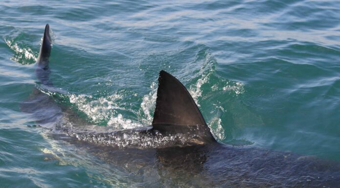 Giant 1400 LB Great White appena visto a pochi minuti dalle Outer Banks della Carolina del Nord
