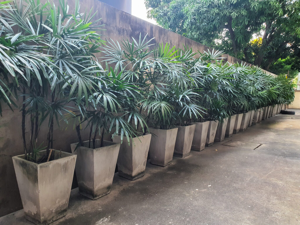 Una fila di Rhapis excelsa in vaso o piante di palma da donna contro una parete esterna.