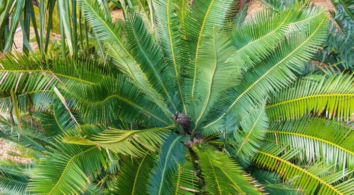 20 piante di palma che crescono all'aperto
