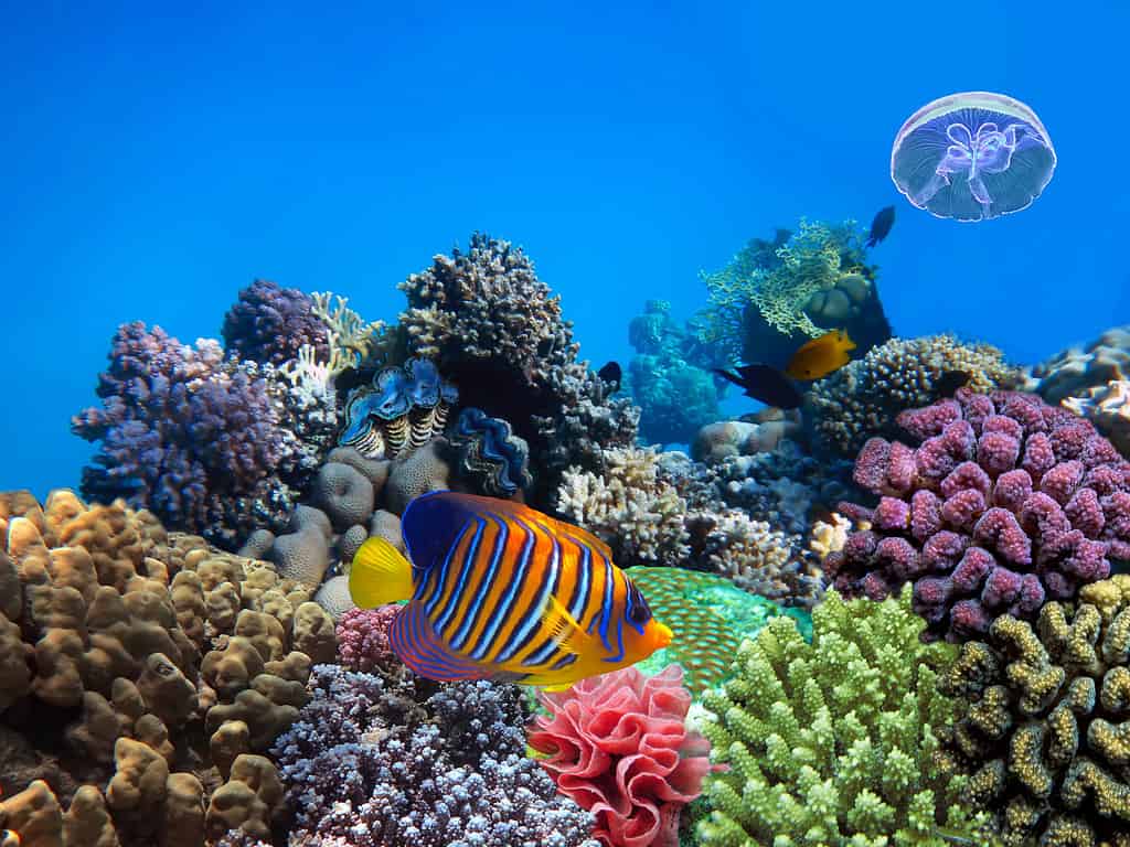Coralli molli e duri nel Mar Rosso