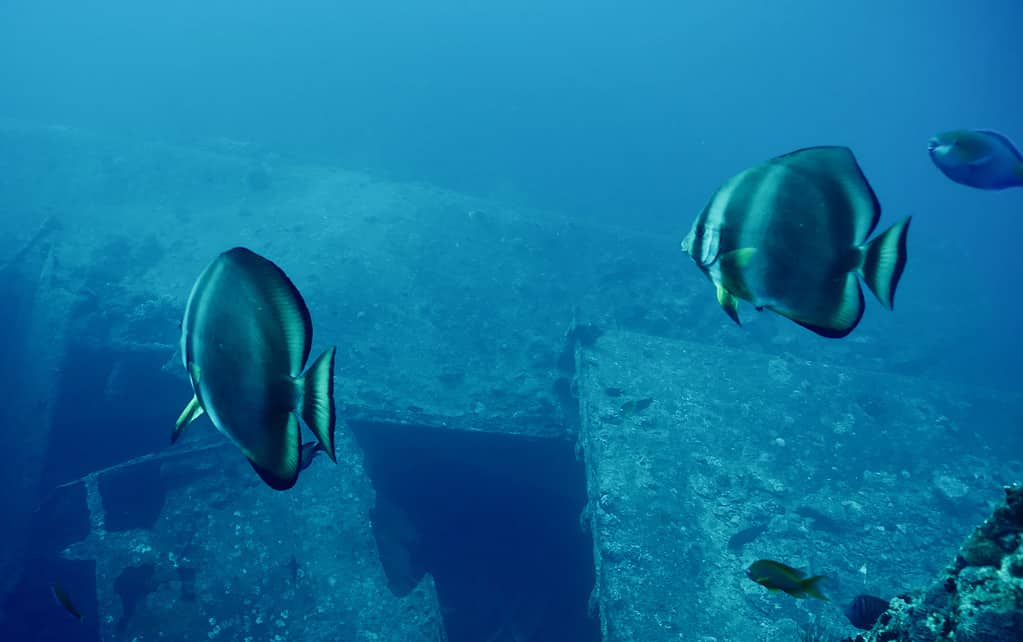 Oriculuar Spadefish nuota verso l'apertura nello scafo del relitto della SS Thistlegorm della seconda guerra mondiale