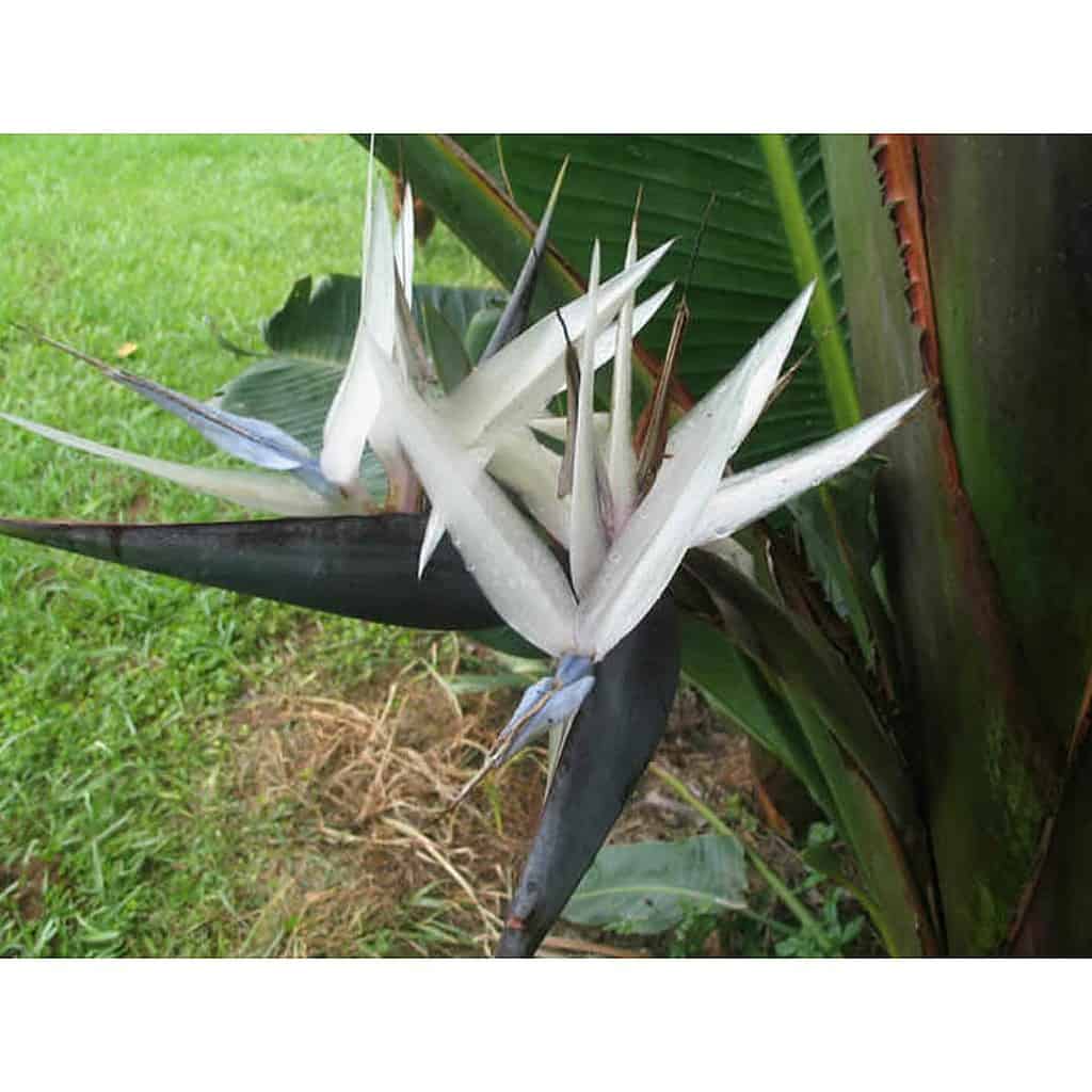 Strelitzia Caudata/ Strelitzia di montagna