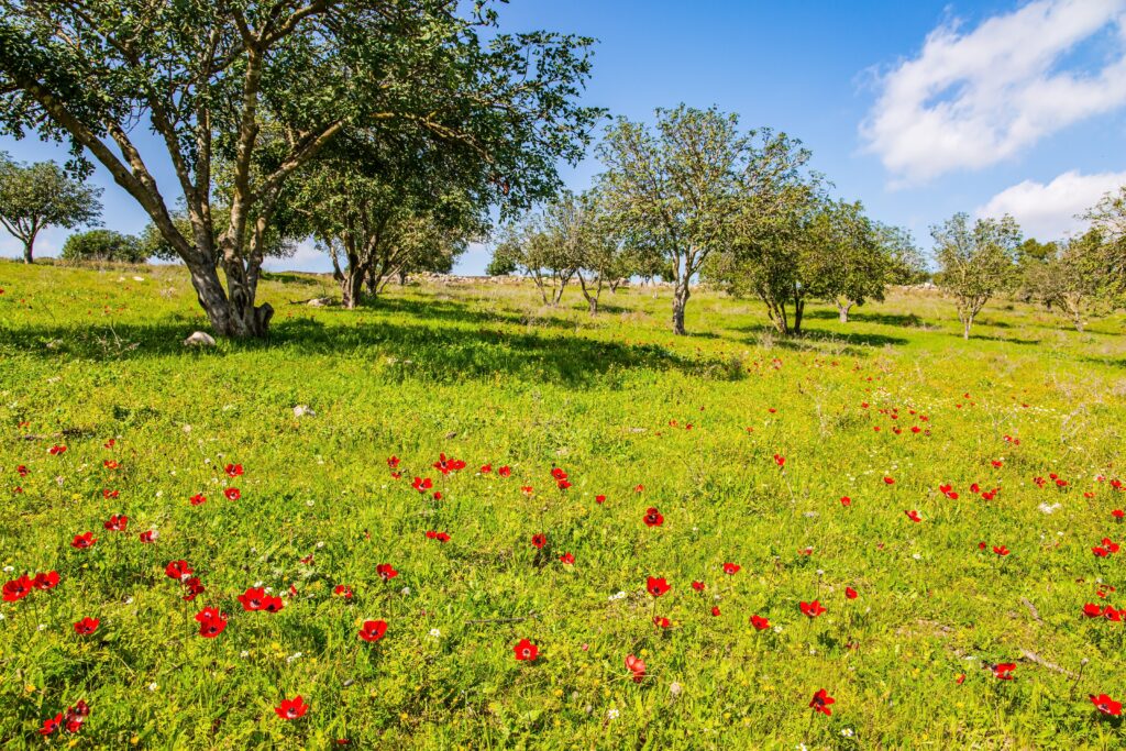 Vista di colorati fiori selvatici di Anemone e alberi, nel Parco Nazionale di Horshat Tal, nella Valle di Hula, nel nord di Israele