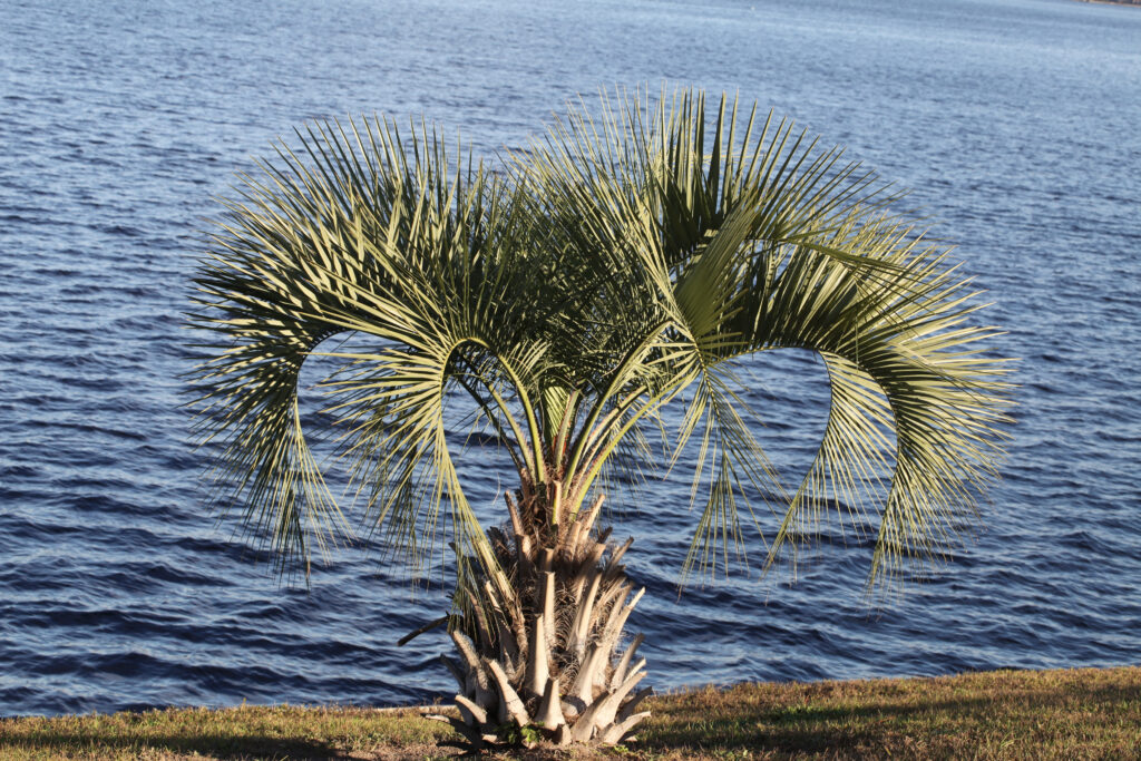Una palma pindo solitaria che cresce vicino al mare.