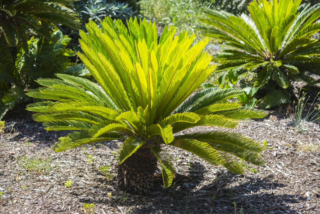 Una Cycas revoluta o palma da sago che cresce all'esterno tra le altre piante.