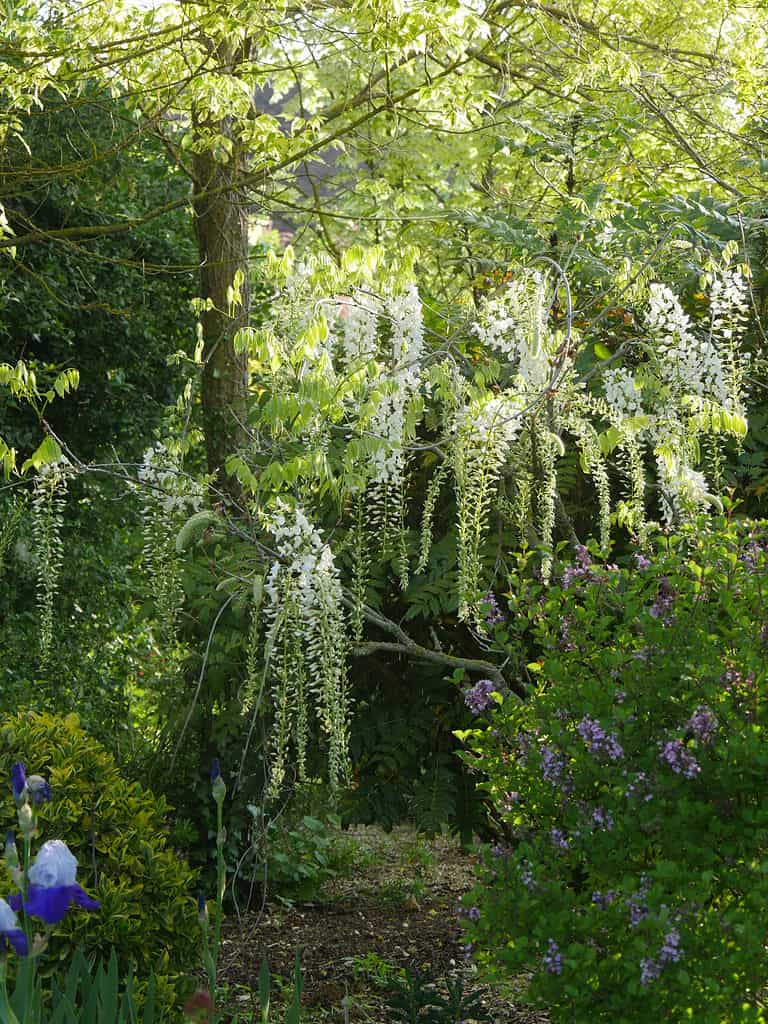 Glicine giapponese bianco