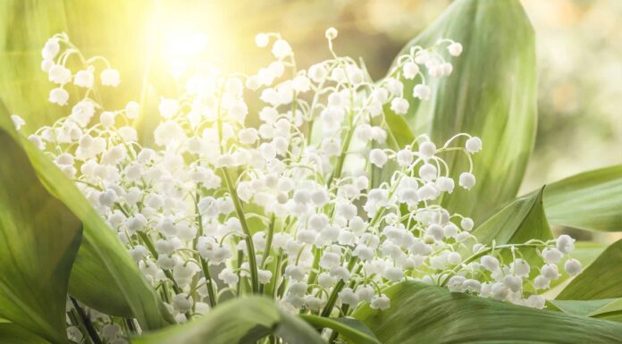 Scopri 10 fantastici fiori primaverili bianchi
