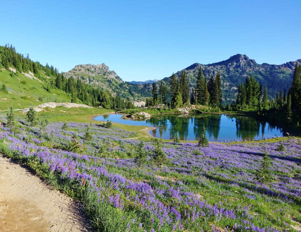 Sentiero della cresta del Pacifico Washington