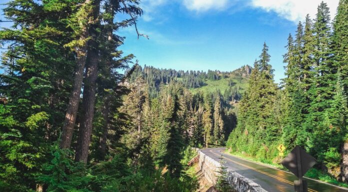 Scopri la foresta più grande dello stato di Washington (e le creature in agguato al suo interno)
